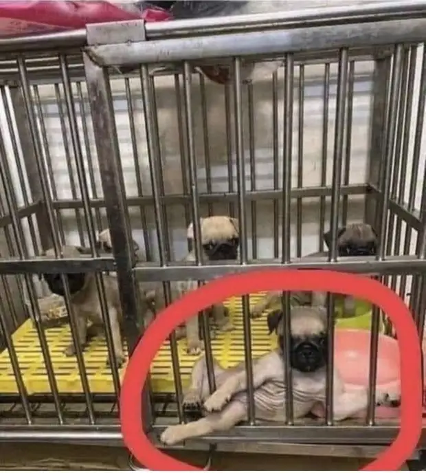 Воскресный юмор - лучшая подборка