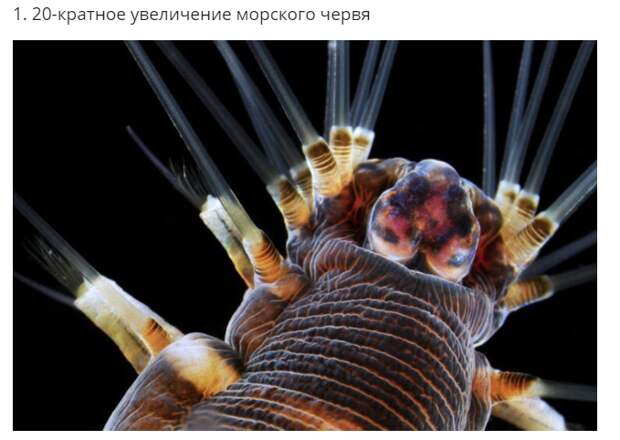 30+ фантастических снимков предметов и существ под микроскопом интересное, под микроскопом