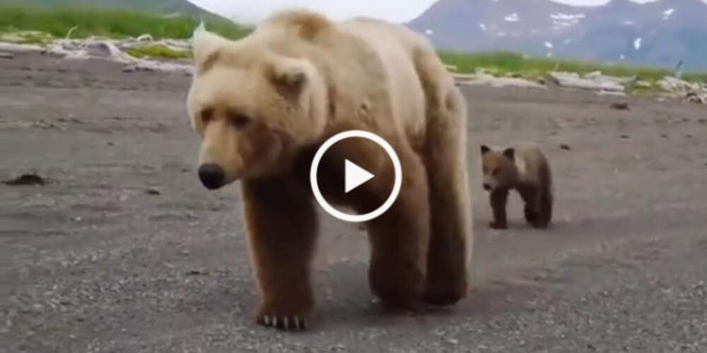 Покажи видео медведей
