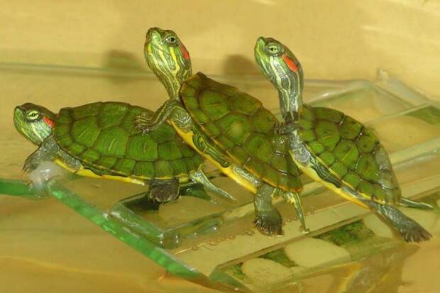 Когда "Черепашки-ниндзя"были популярным сериалом, черепахи были в моде