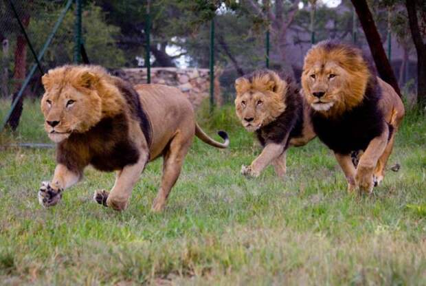 Как охотятся львы? Могут ли они справиться с очень крупной добычей?