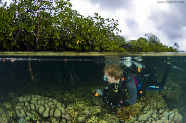 Фотография: Волшебный мир архипелага Раджа Ампат №18 - BigPicture.ru