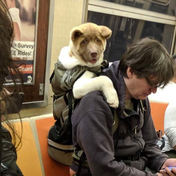 Снимки собак, которые путешествуют в сумках