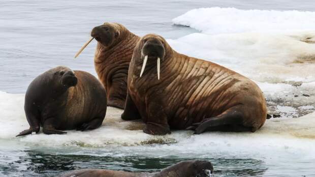 На мониторинг за популяцией моржей в ЯНАО выделят 16 миллионов рублей