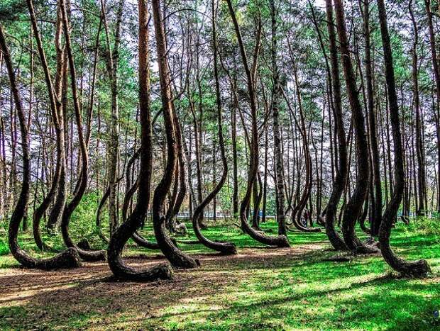 Кривой лес находится в Польше. Никто не знает, почему эти деревья растут подобным образом невероятное, удивительное, фото