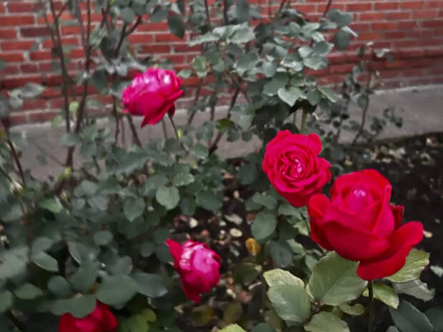 Сыплю это под розы раз в месяц — цветут как бешеные, соседи стоят с открытыми ртами