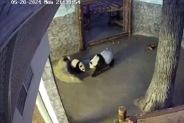 В Московском зоопарке показали, как панда Катюша и ее мать резвятся в бассейне