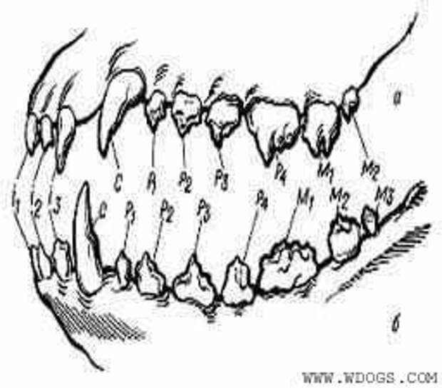 Название зубов собаки схема