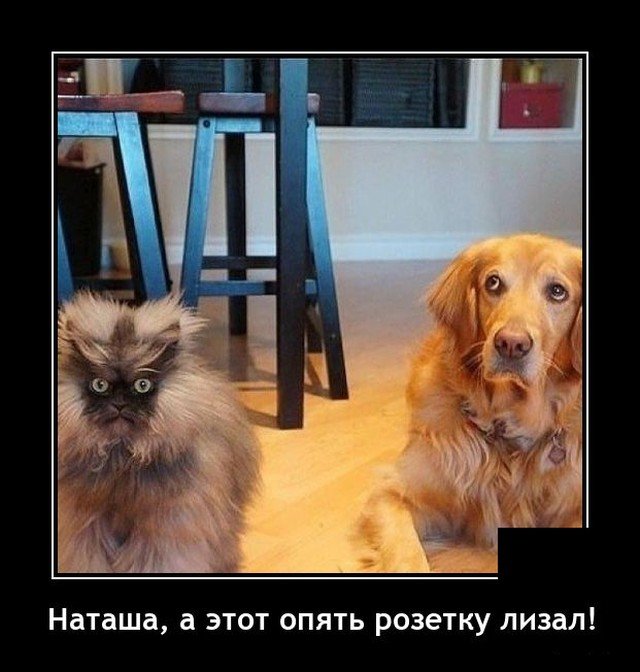 Демотиваторы Демотиваторы