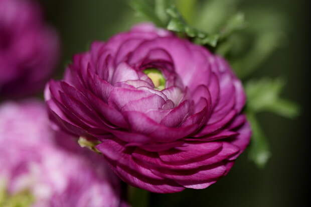 NewPix.ru - Азиатские лютики. Ранункулюсы - розы весны.