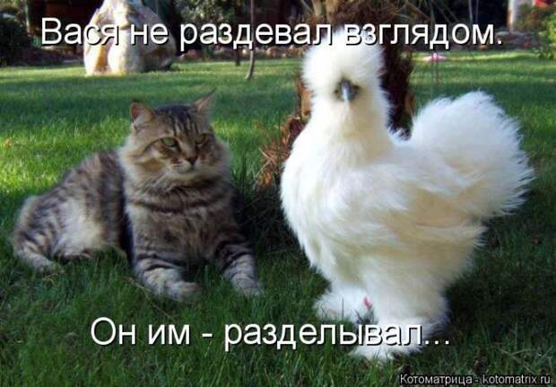 Лучшие котоматрицы недели (50 фото)