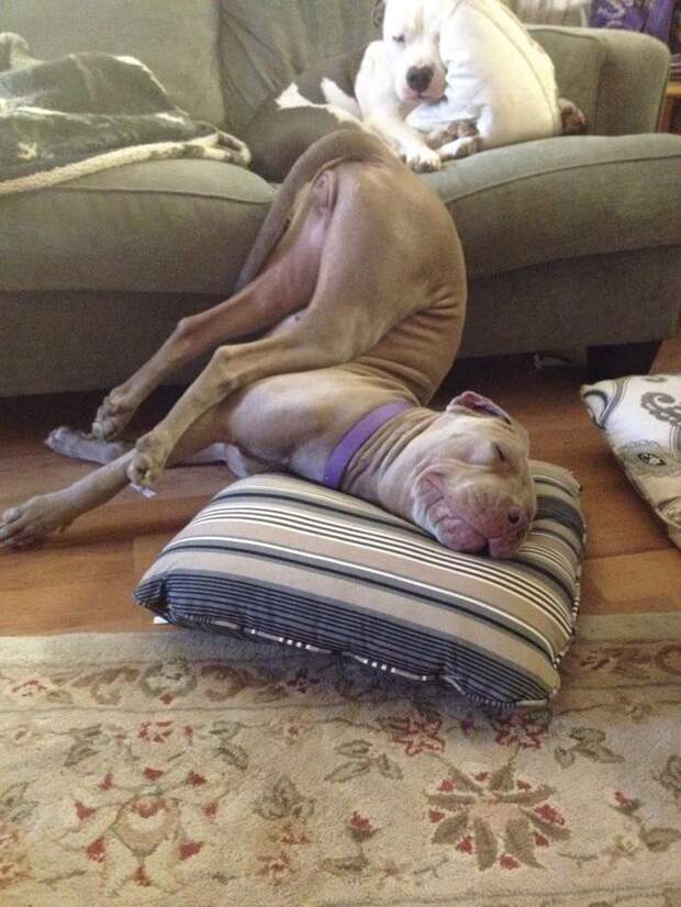 У этих собак был настолько сложный день, что спят они без задних ног