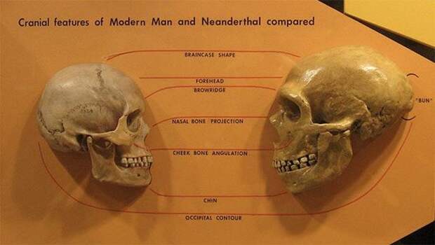 Неандертальцы и Homo sapiens не скрещивались.