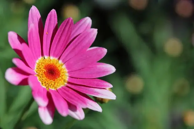 Как нежны виолы лепестки: выбираем садовые цветы по последним модным тенденциям