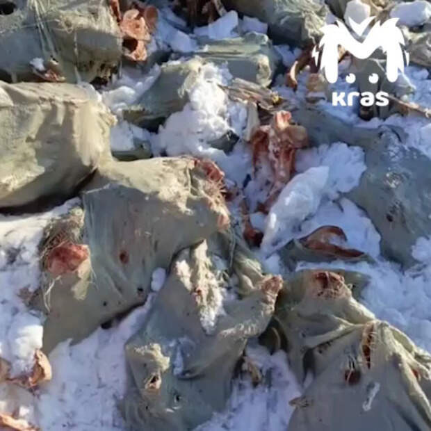 Полсотни коровьих туш выбросили в поле в российском регионе