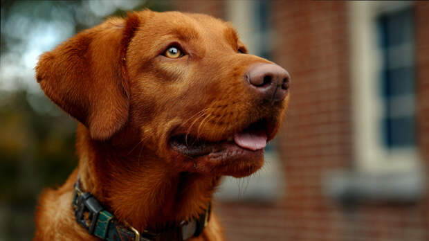 Копал больше года: пес нашел в саду яд и раскрыл убийство 160-летней давности