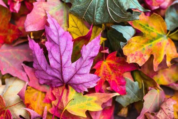 Тайна осеннего разноцветья: почему листья меняют цвет?