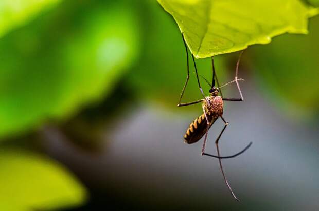 Врач Усачева: аллергия на укусы насекомых возникает при повторяющихся контактах