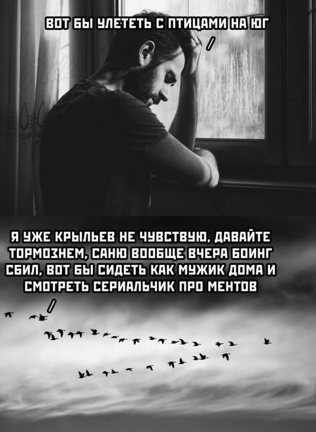 Мысли о птицах