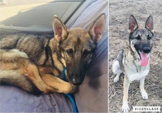 До и после того, как как их спасли и подарили дом