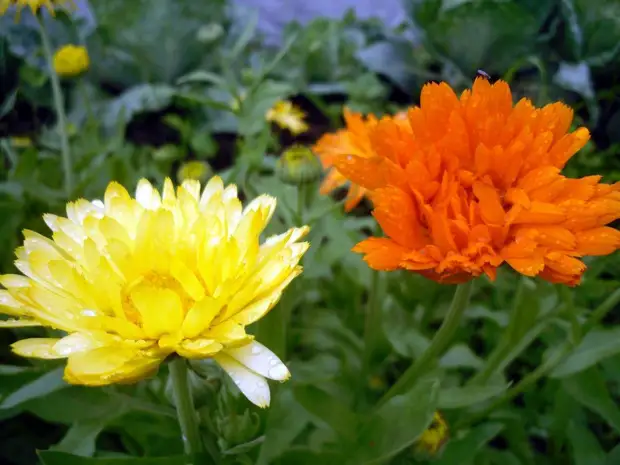 27 неприхотливых цветов для начинающих садоводов