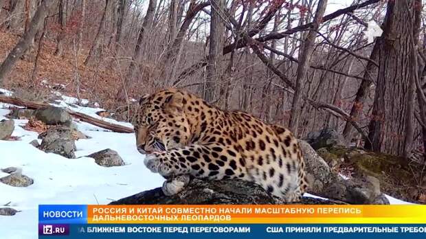 Россия и Китай начали совместную перепись дальневосточных леопардов