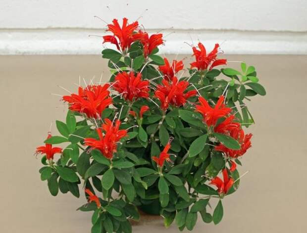 Эсхинантус – растение с длинными ниспадающими стеблями, с гроздями ярко-красных цветов на концах