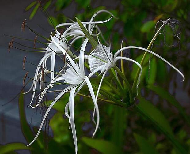 Белые Цветы