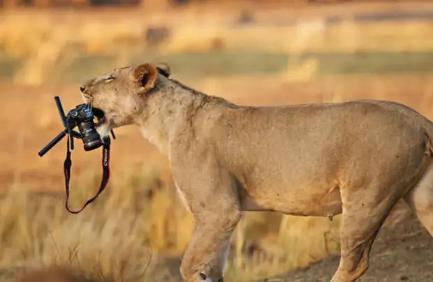 Помощники, однако