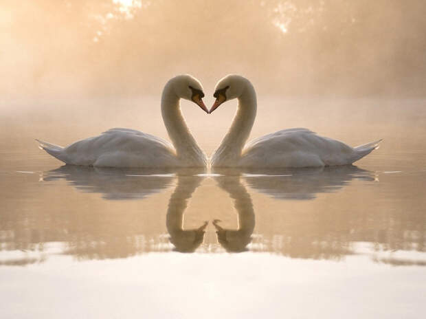 Kissing Animals