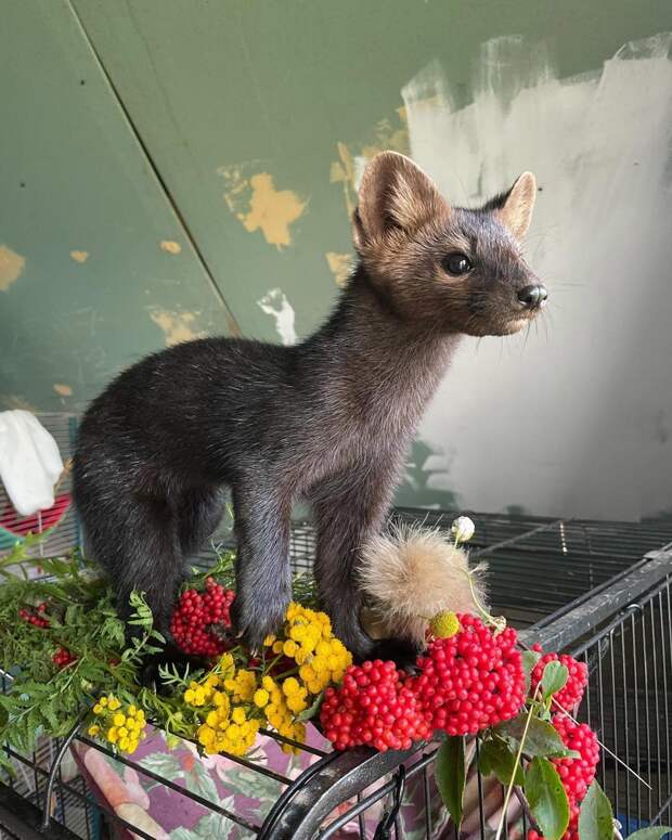 10 животных-блогеров, на которых вам нужно подписаться