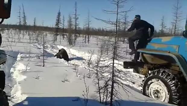 В Якутии вахтовики на Уралах намеренно задавили медведя