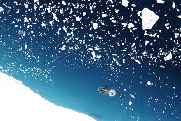 Косатка в море Росса