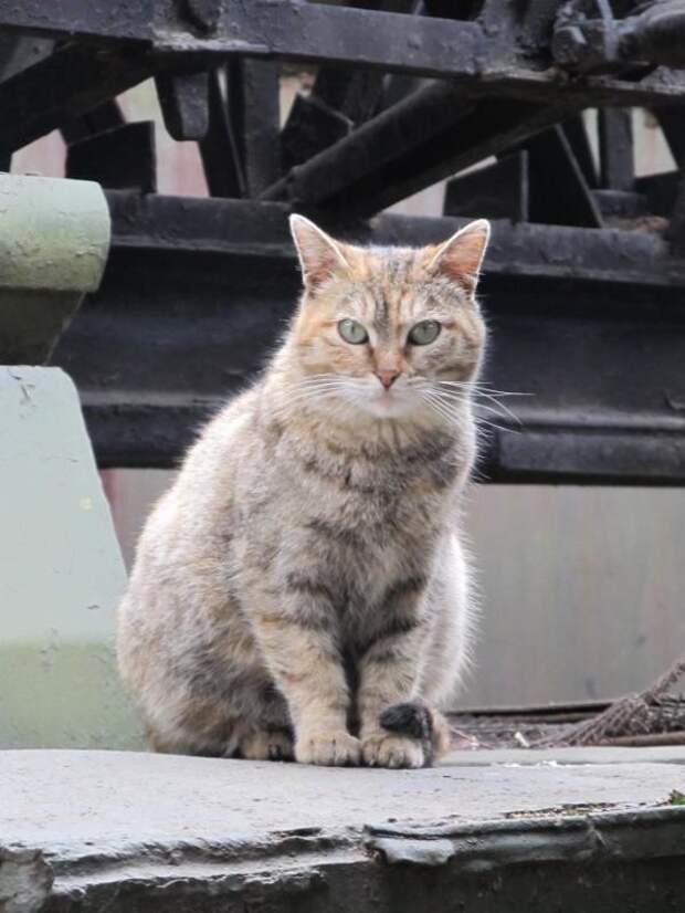 Кот. Просто кот. бронетехника, животные, коты