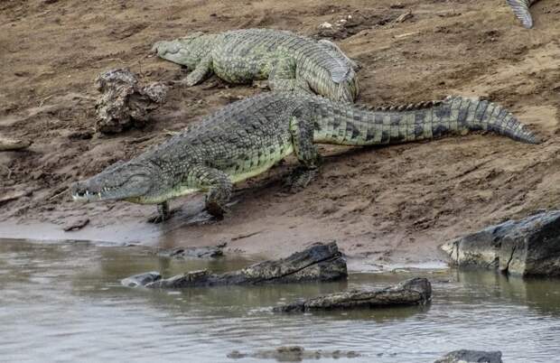 Нильский крокодил животные, крокодил, крокодилы, факты