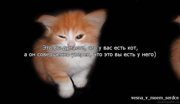 ПРИКОЛЬНЫЕ ВЫРАЖЕНИЯ И ФРАЗЫ ПРИКОЛЬНЫЕ ВЫРАЖЕНИЯ И ФРАЗЫ