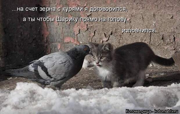 Лучшие котоматрицы недели (50 фото)