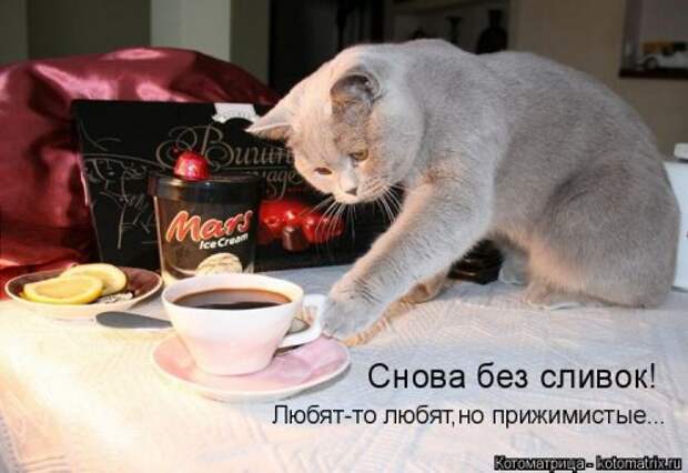 Свежая котоматрица для всех (20 шт)