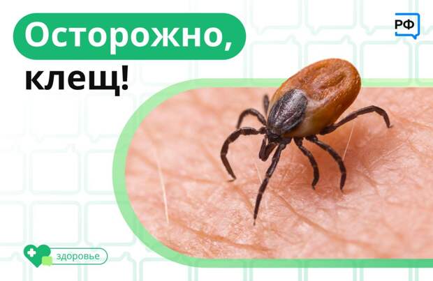 Клещи