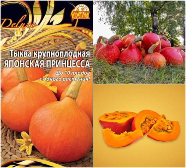 тыква японская принцесса