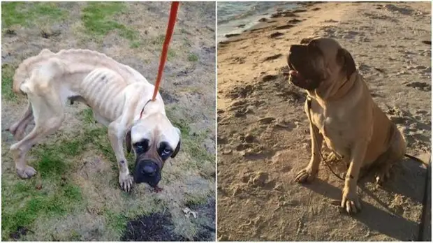 До и после того, как как их спасли и подарили дом