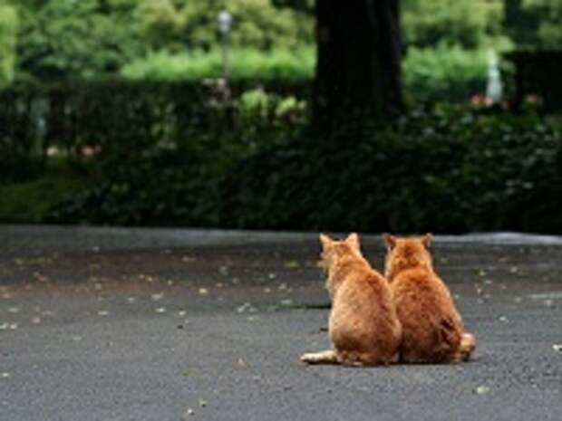 Кошки и Котята 5