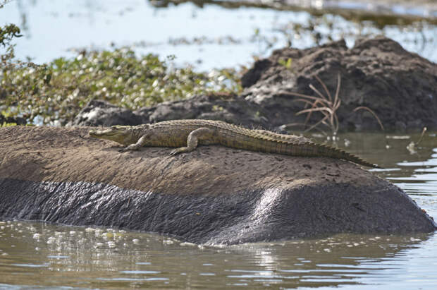 Нильский крокодильчик прокатился на спине ничего не подозревающего бегемота бегемот, животные, крокодил