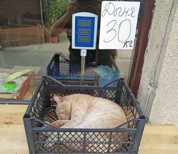 Эти котики спят и сидят где хотят, и никто им не указ