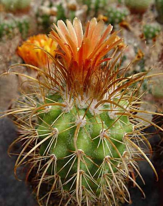 Пародия Хаагена