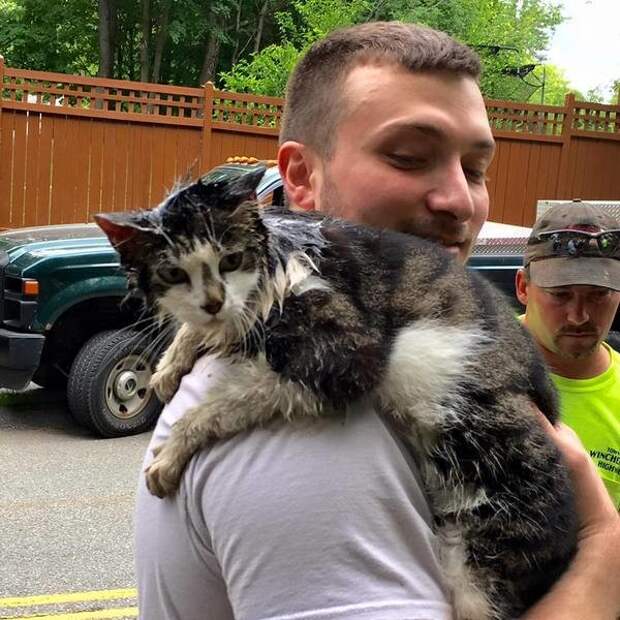 Пожарные спасли жизнь кошки, застрявшей в сливе животные, интересное, кот, новости, спасение