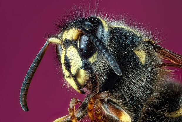 Мохнатая пчела