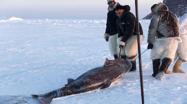 гренландская акула