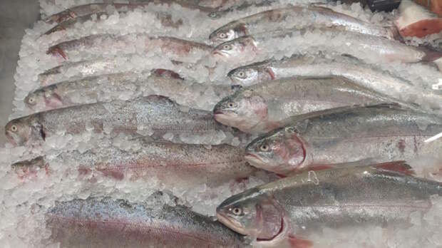 Россия нарастила экспорт рыбной продукции в первой половине 2025 года