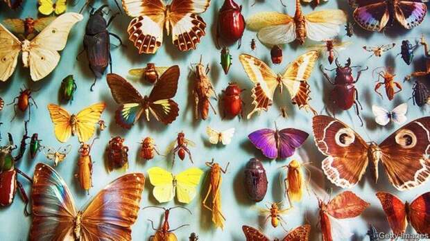 Почему вымирание насекомых — угроза для человечества?